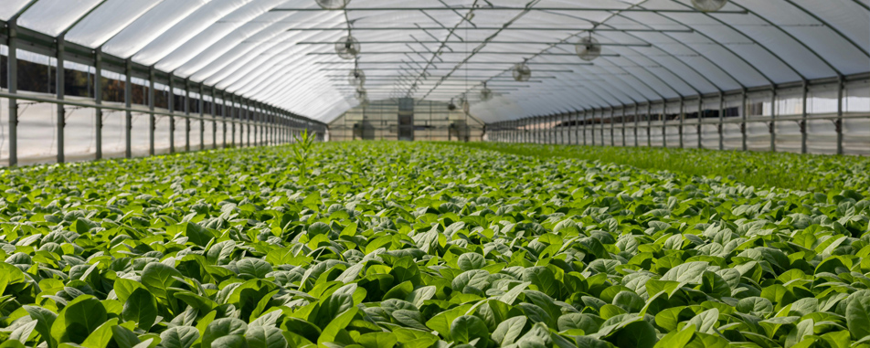 farm_owner_banner_spring_flathead farm_owner_banner_spring_flathead
